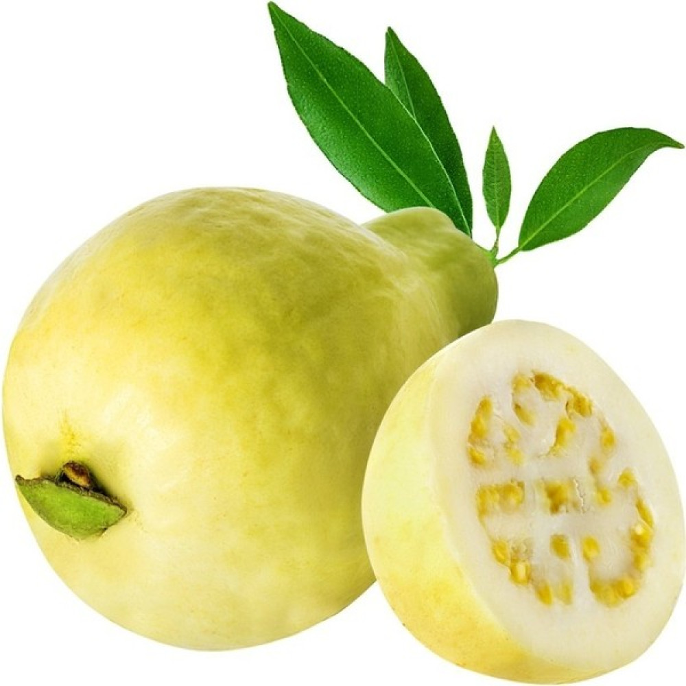 Tacirdepoticaret Tüplü Hızlı Gelişen Sarı Guava Fidanı Fidan Fiyatı