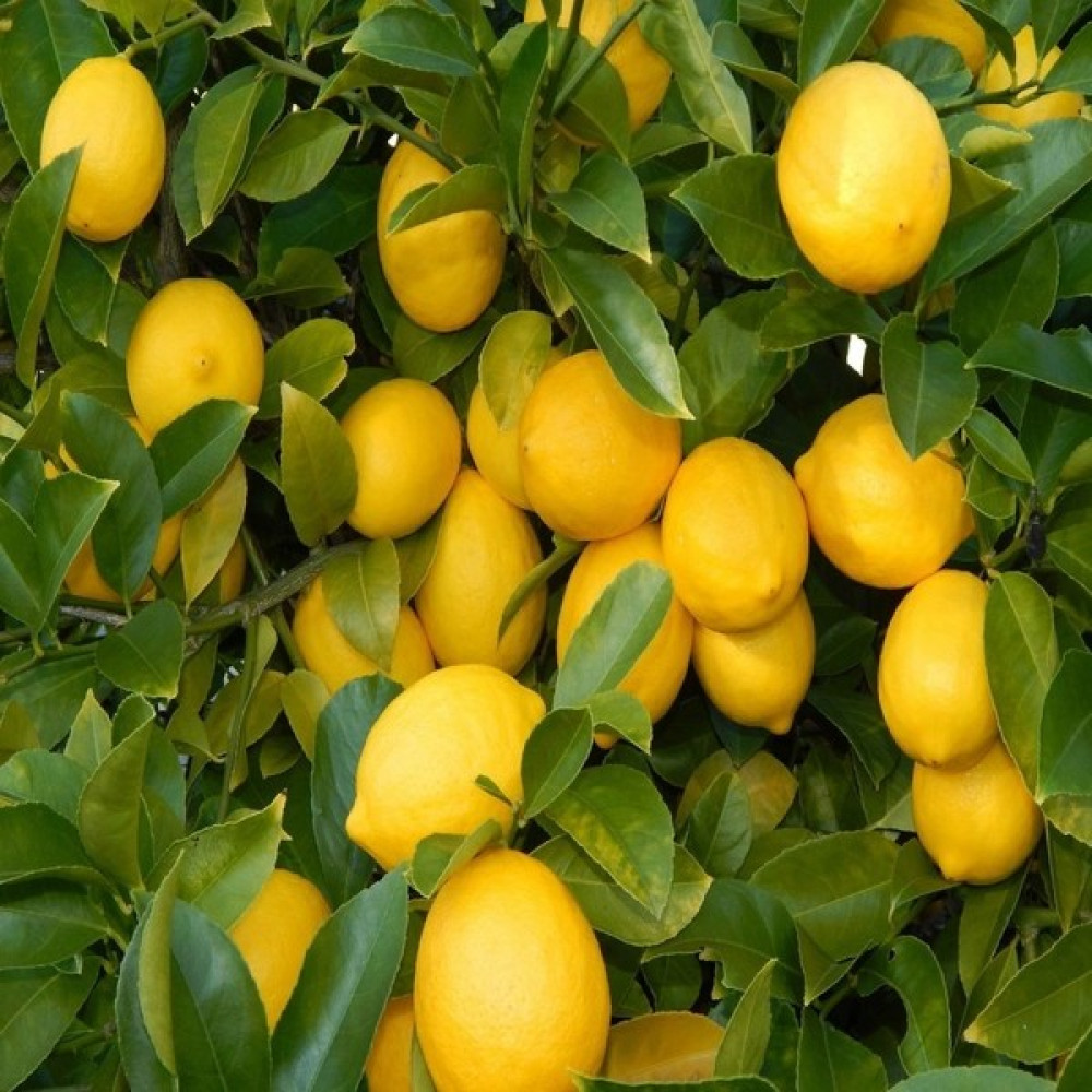 Tacirdepoticaret Tüplü Yıl Boyunca Çiçek Açan Yediveren Euroka Limon Fidanı Fidan Fiyatı