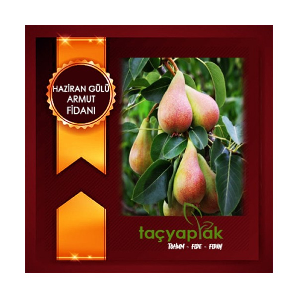 Taçyaprak Haziran Gülü Armut Fidanı Fidan Fiyatı