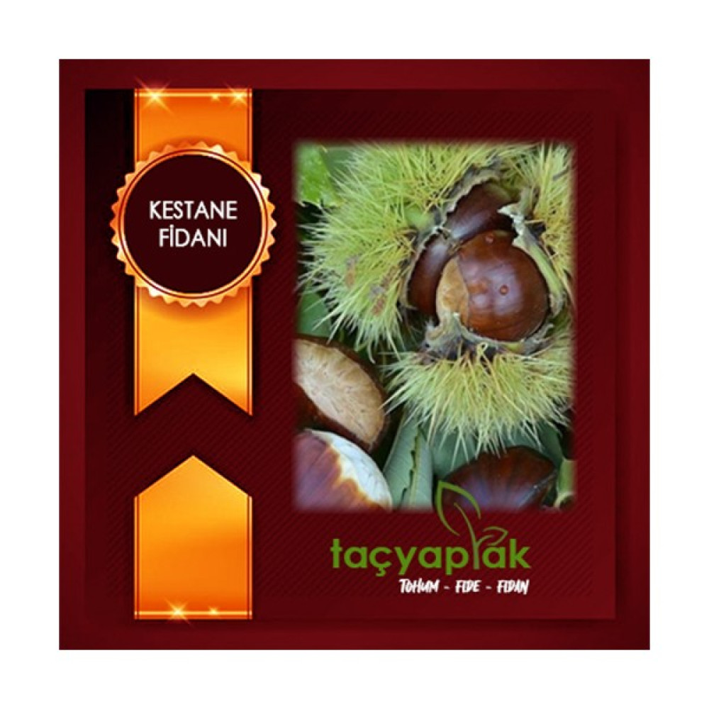 Taçyaprak Kestane Fidanı Fidan Fiyatı