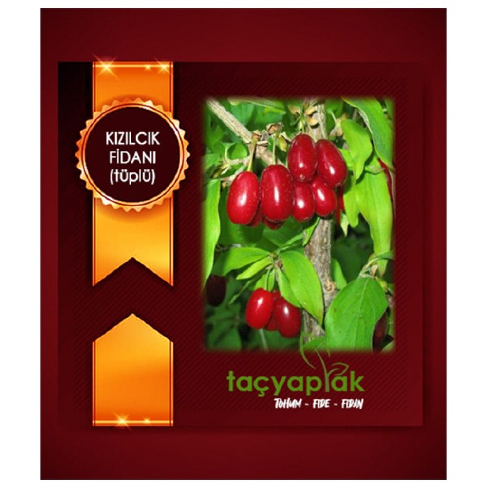 Taçyaprak Kızılcık Fidanı (Tüplü) - Tüplü Fidan Fiyatı