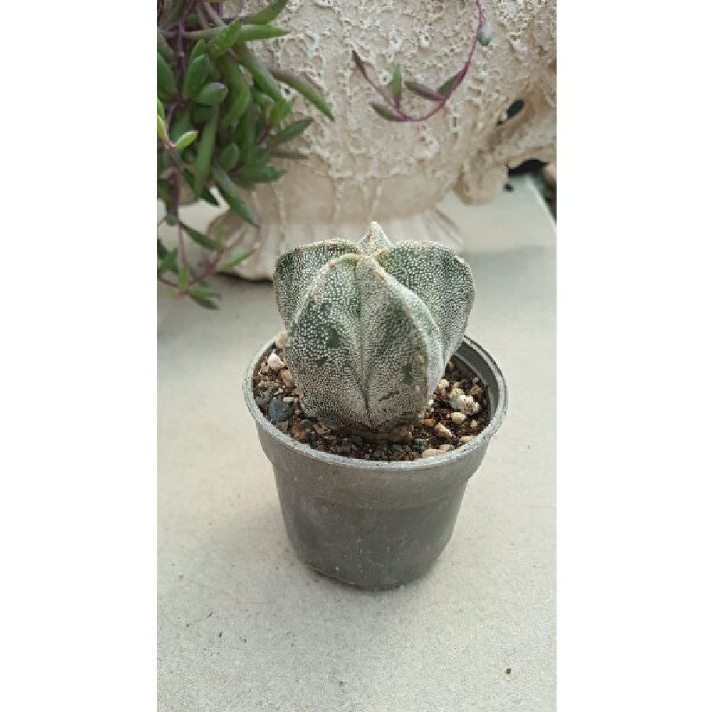 Taha Çiçekçilik Astrophytum Myriostigma-Papaz Takkesi Kaktüsü Bitki Fiyatı