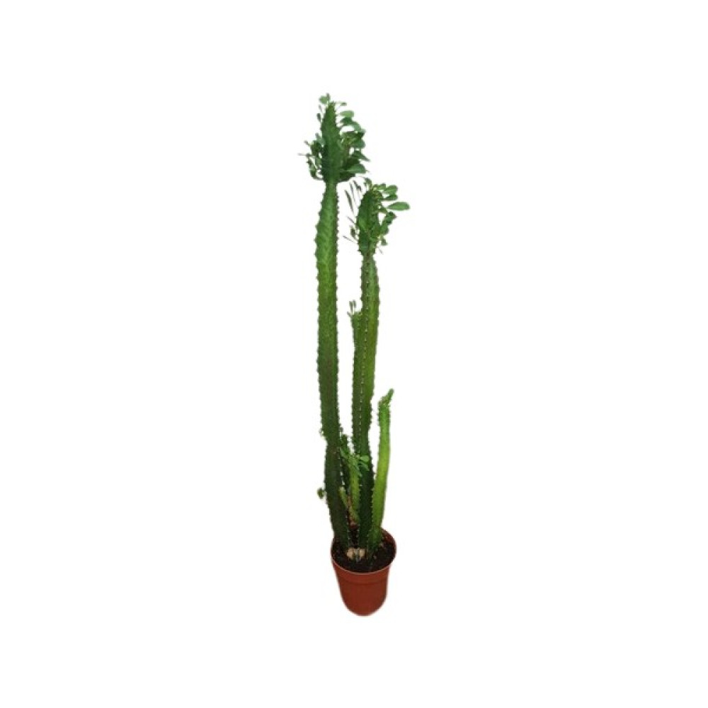 Taha Çiçekçilik Betonish Euphorbia Trigona Green Sütleğen Kaktüs 65-70 Cm Bitki Fiyatı