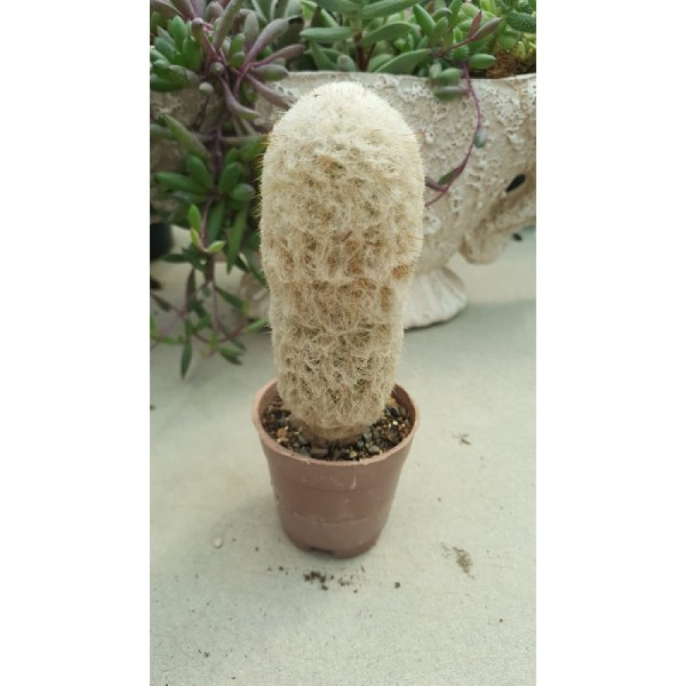 Taha Çiçekçilik Espostoa Cactus Kaktüs Bitki Fiyatı