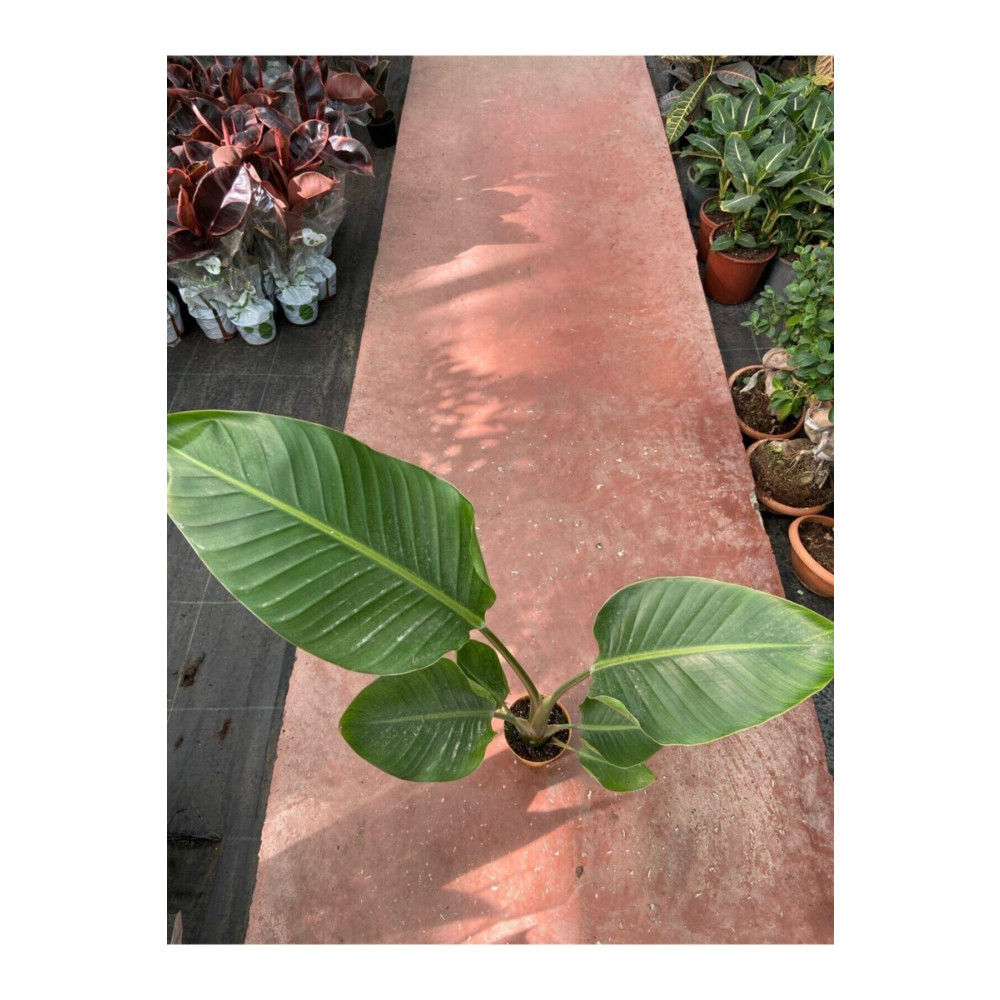 Taha Çiçekcilik Starliçe Cennet Kuşu Strelitzia Nicolai 60-90 Cm Dekoratif Bahçe Ürünleri Fiyatı