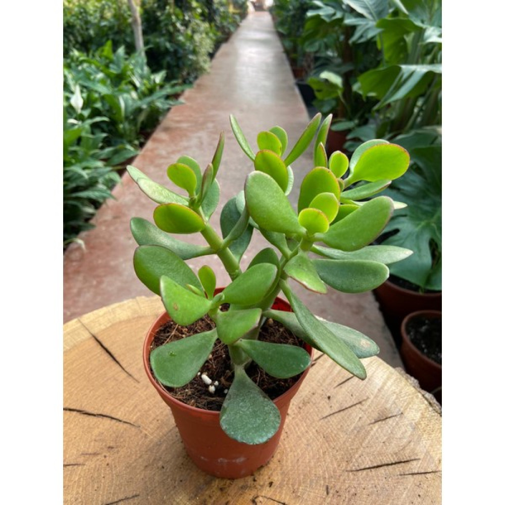 Taha Crassula Ovata Para Çiçeği Para Çiçeği Bitki Fiyatı