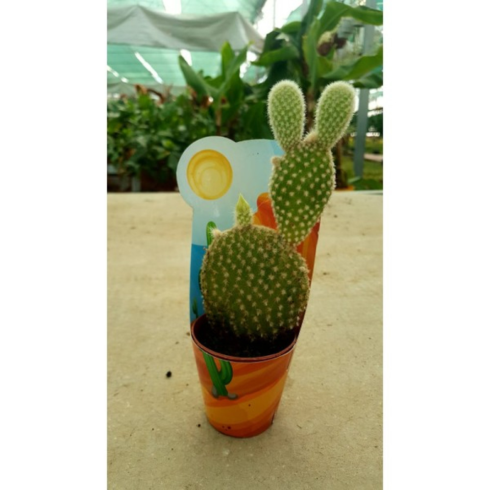 Taha Opuntia Microdasys Tavşan Kulağı Kaktüs Bitki Fiyatı