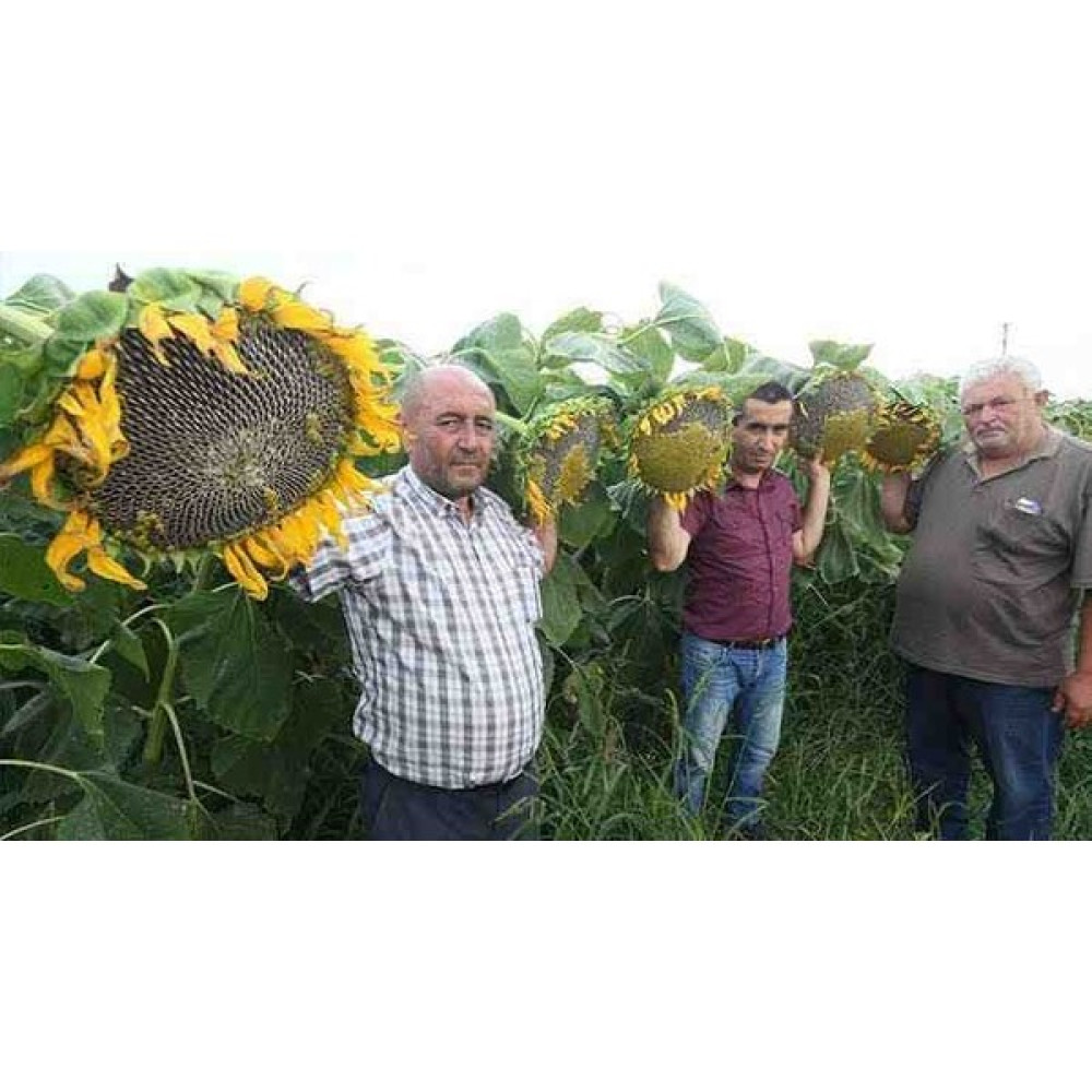 Tarımsal ve Hayvansal Ürünler 1 Adet Ata Tohumu Dev Ayçekirdeği Tohumu Tohum Fiyatı
