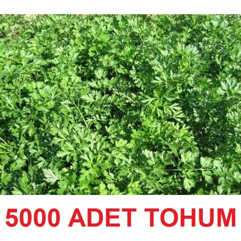 Tarımsal ve Hayvansal Ürünler Geniş Yapraklı Maydanoz Tohumu - 5000 Adet Tohum Fiyatı