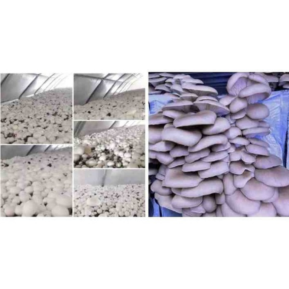 Tarımsal ve Hayvansal Ürünler Istiridye ve Kültür Mantarı TOHUMU(2×2000ADET) - 1 Adet Tohum Fiyatı