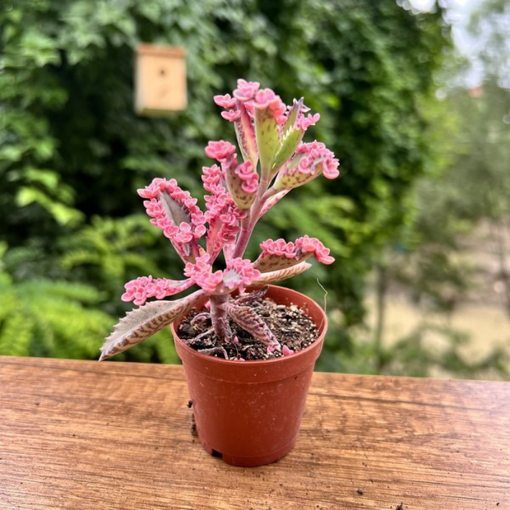 Taş Rüyası Pembe Aşkın Gözyaşı 5,5 cm Saksıda Bitki Fiyatı