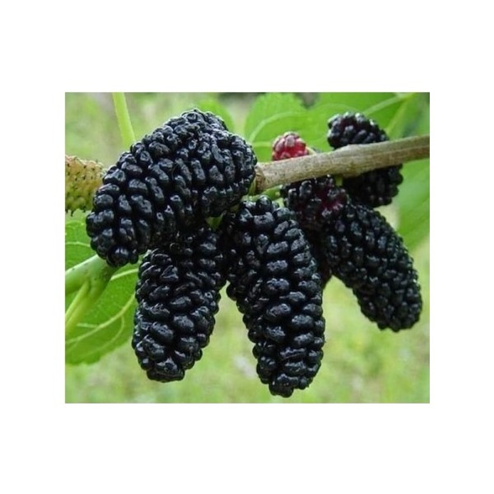 Taşkar Peyzaj Avustralya Siyah Dut Fidanı (Aşılı - 2 Yaş) - Açık Kök - 80-120 cm Fidan Fiyatı