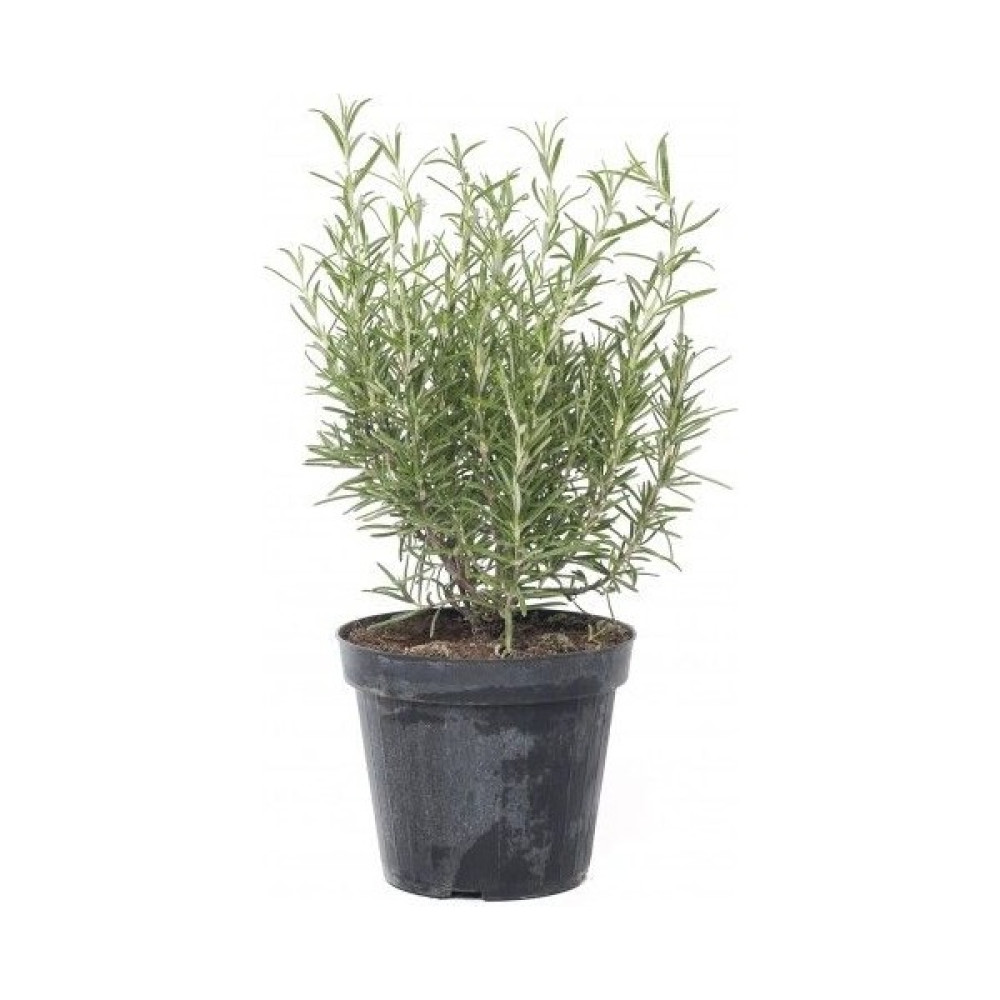 Taşkar Peyzaj Biberiye Çiçeği Fidanı - Tüplü - 40-50 cm Fidan Fiyatı