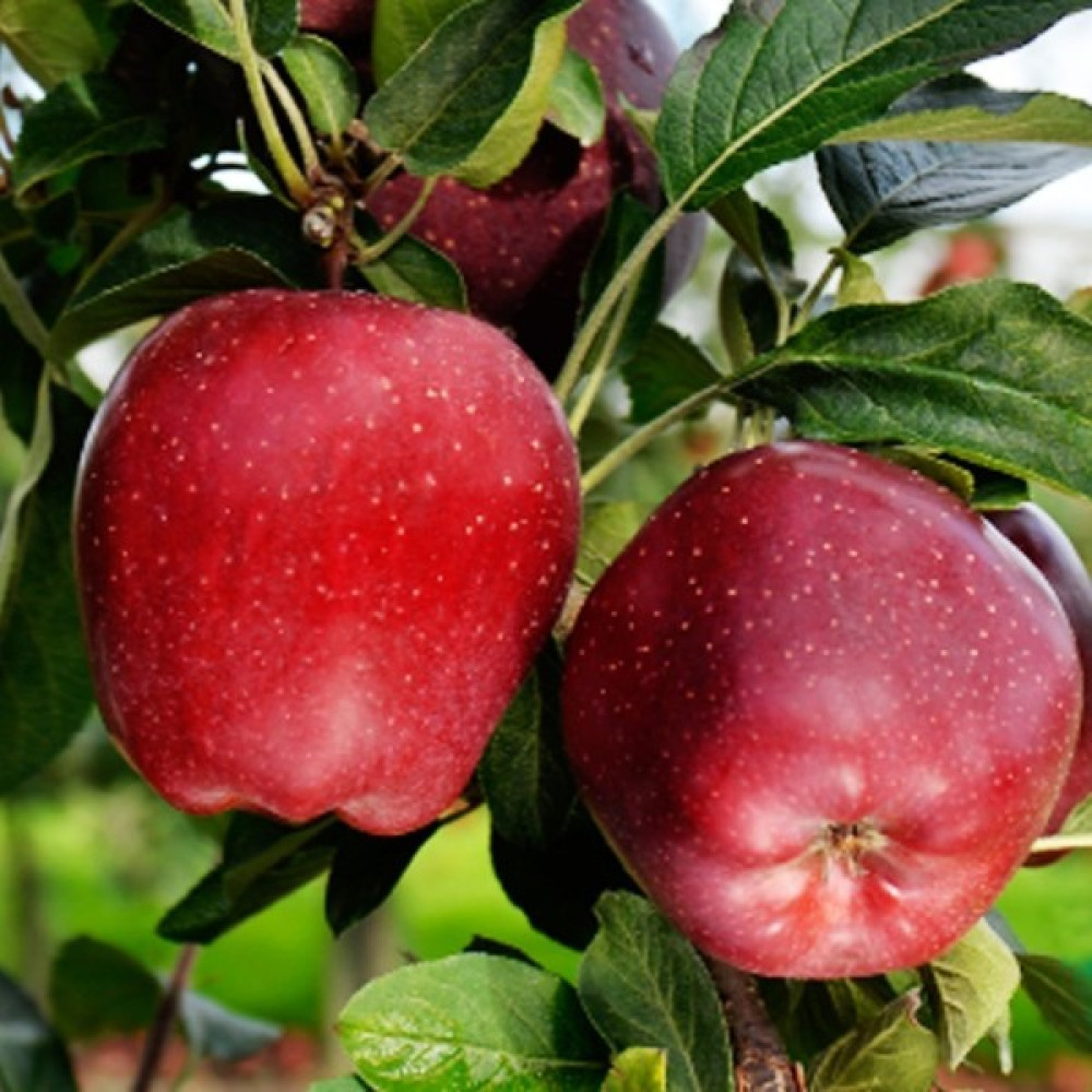 Taşkar Peyzaj Bodur Starking Elma Fidanı Aşılı 2 Yaş - Açık Kök - 30-50 Cm Fidan Fiyatı