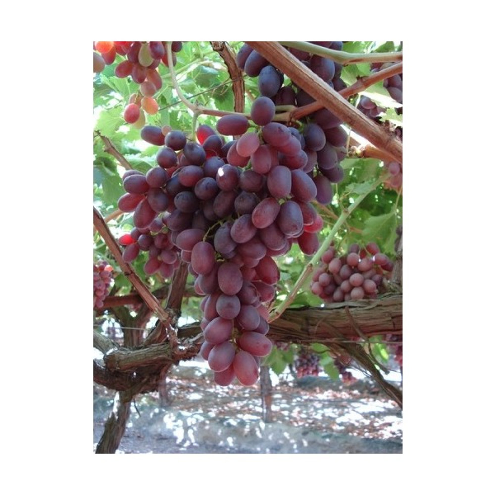 Taşkar Peyzaj Flame Seedless Üzüm Asma Fidanı Açık Köklü Fidan Fiyatı