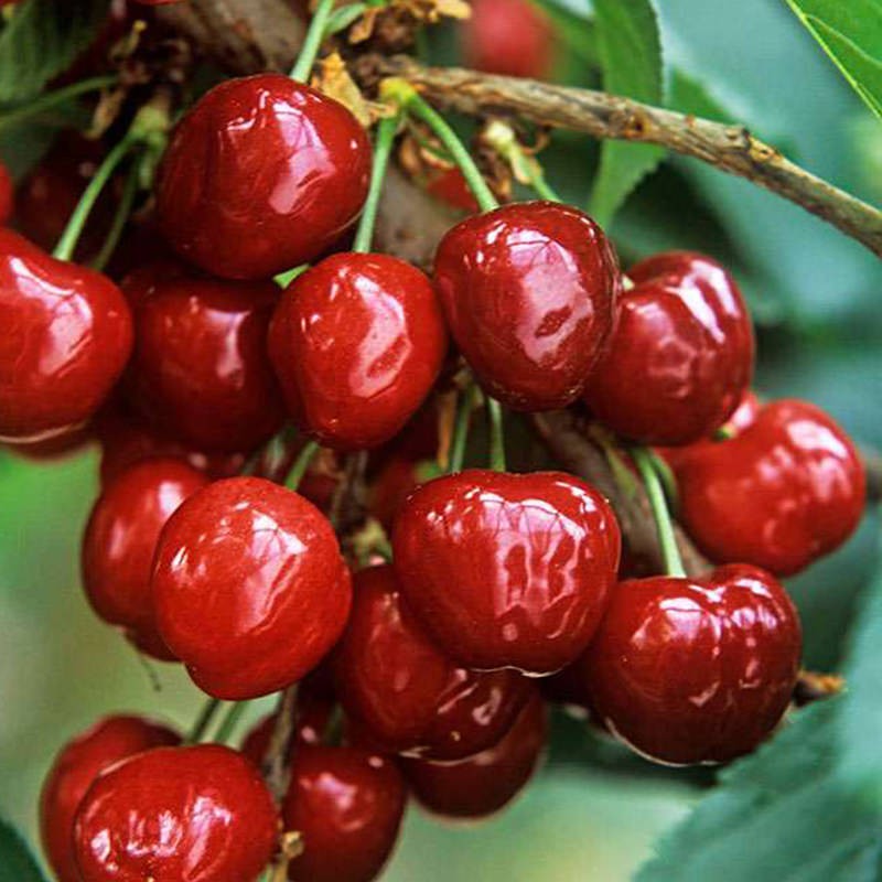 taşkar peyzaj Noble Kiraz Fidanı Aşılı ( Tüplü - 2 Yaş / 80-100 cm ) SSD / Solid State Drive Fiyatı