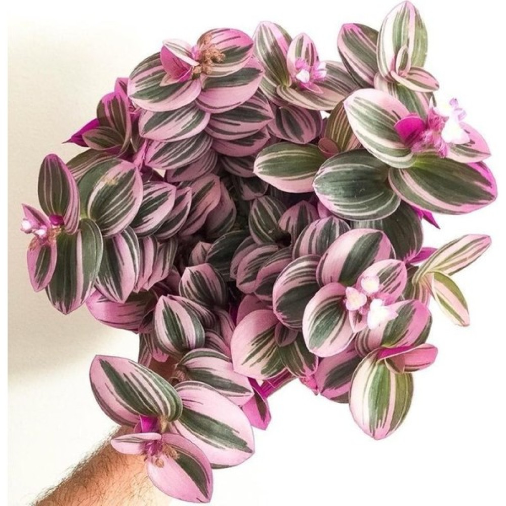 Telgraf Çiçeği ( Pembe-Yeşil-Beyaz Renkli 1 Adet ) Tradescantia Nanouk ( 5.5 cm Lik Saksıda) Bitki Fiyatı