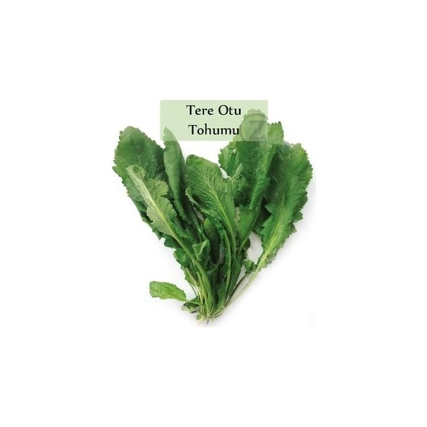 Tere Tohumu 1 Paket (10GR=5000+ Adet) Tere Otu Tohumu Geniş Yapraklı Tere Diğer Fiyatı