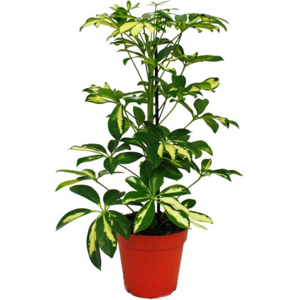 The Best Online Alacalı Şeflera, +60 cm Bitki Fiyatı