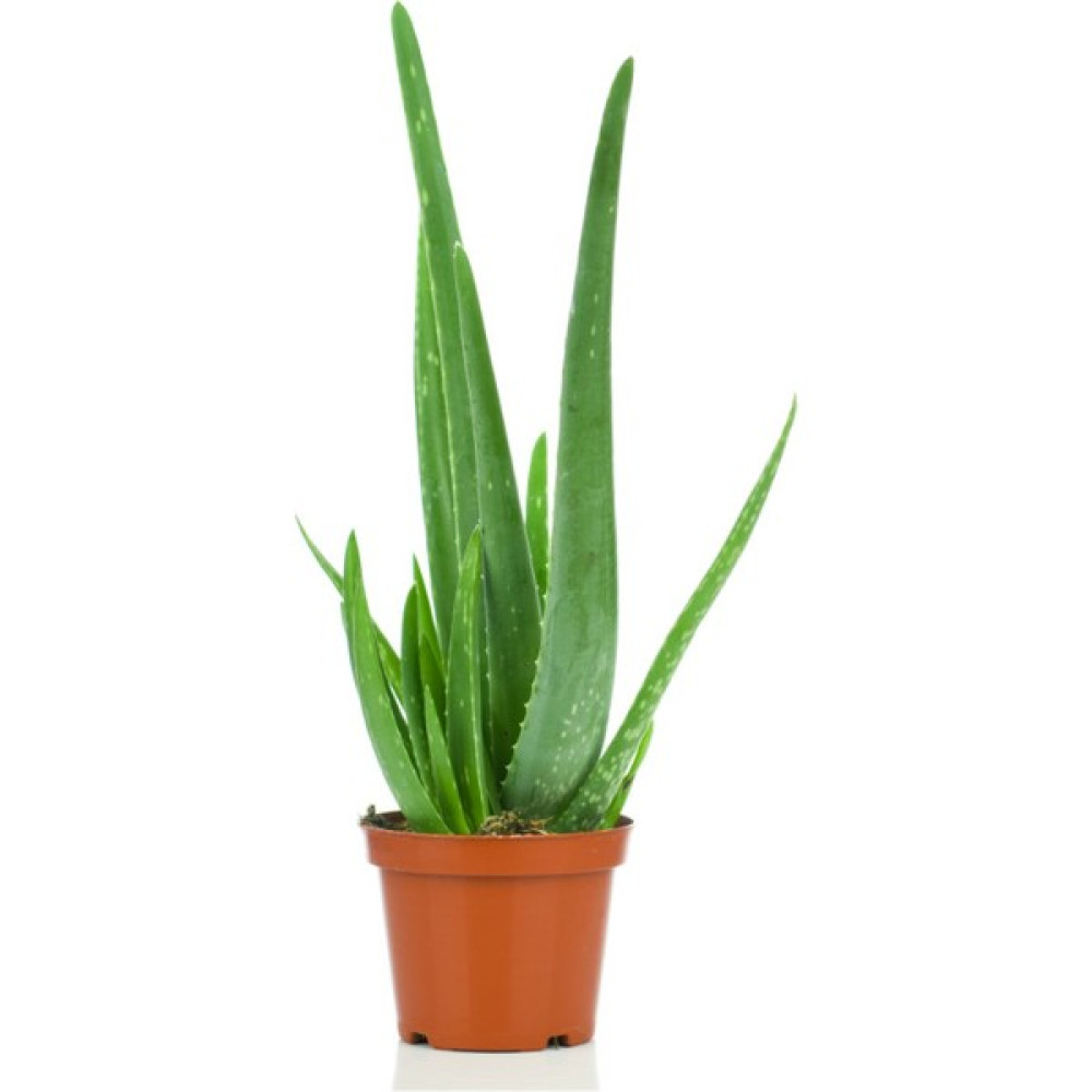 The Best Online Aloe Vera, Tıbbi Sarı Sabır, Büyük Boy, 2 Adet Bitki Fiyatı