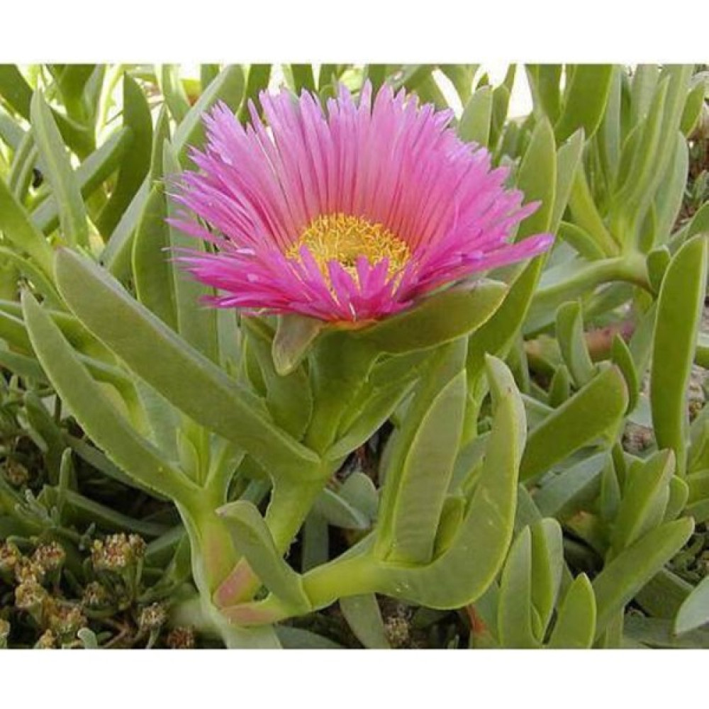 The Best Online Carpobrotus Acinaciformis, Kaz Ayağı ( Izmir Güzeli ) Potta, 90 Adet Oto Boyaları Fiyatı