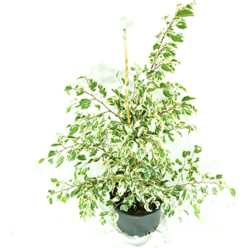 The Best Online Ficus Starlight Alacalı Benjamin Bitkisi Bitki Fiyatı