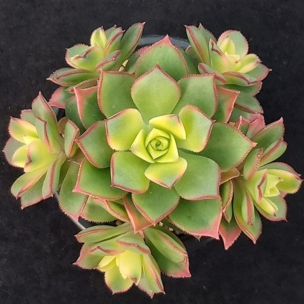 TNC Garden Groups Aeonium Kiwi – Gökkuşağı Sukulent 20 Adet Bitki Fiyatı