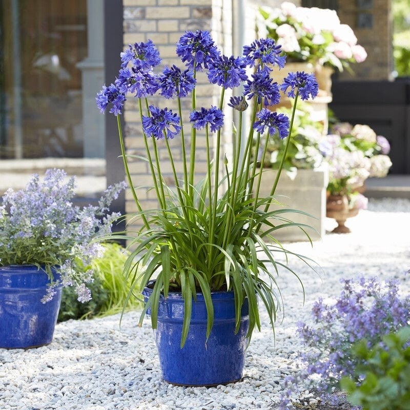TNC Garden Groups Afrika Zambağı Agapanthus 3 Adet Kesintisiz Güç Kaynakları (UPS) Fiyatı