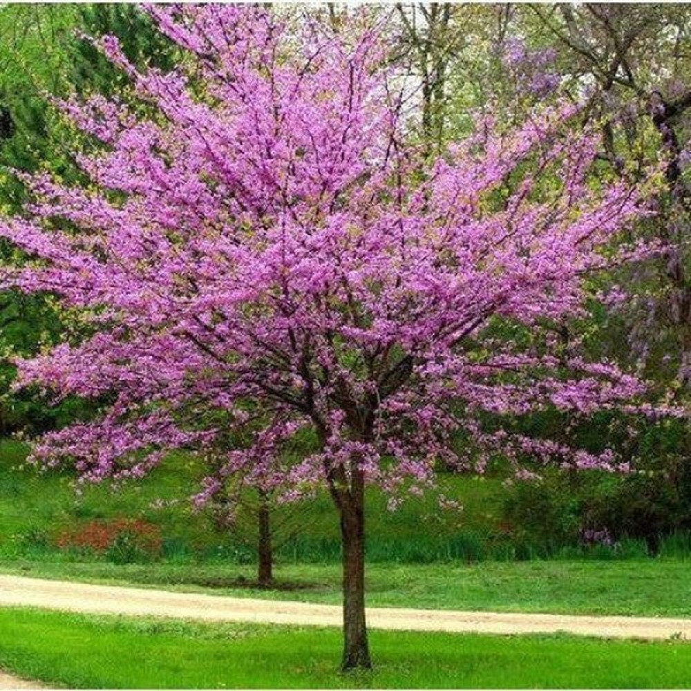 TNC Garden Groups Erguvan Cercis Siliquastrum Tohumu 500 Gr. Bitki Fiyatı
