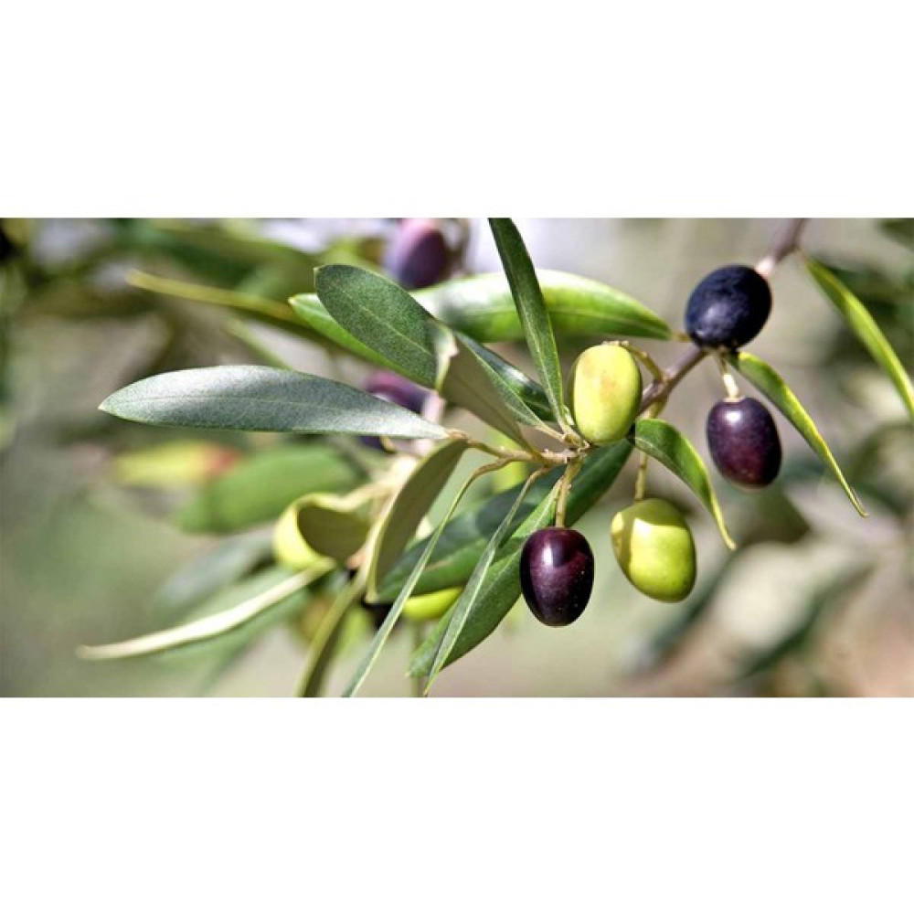 TNC Garden Groups Gemlik - Trilye Zeytin Fidanı Tüplü ve Aşılı 3 Yaş 3 Adet Fidan Fiyatı