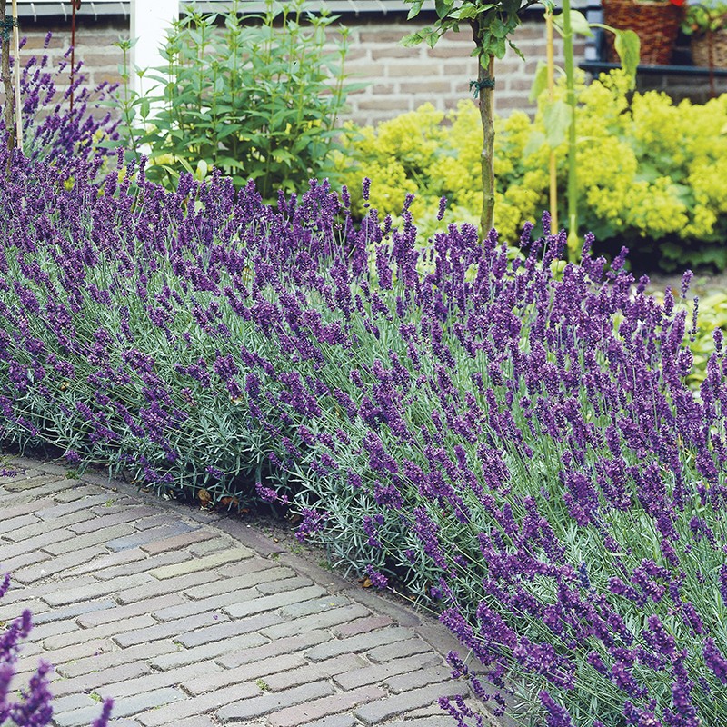 TNC Garden Groups Lavanta – Lavandula Angustifolia 5 Adet Kesintisiz Güç Kaynakları (UPS) Fiyatı