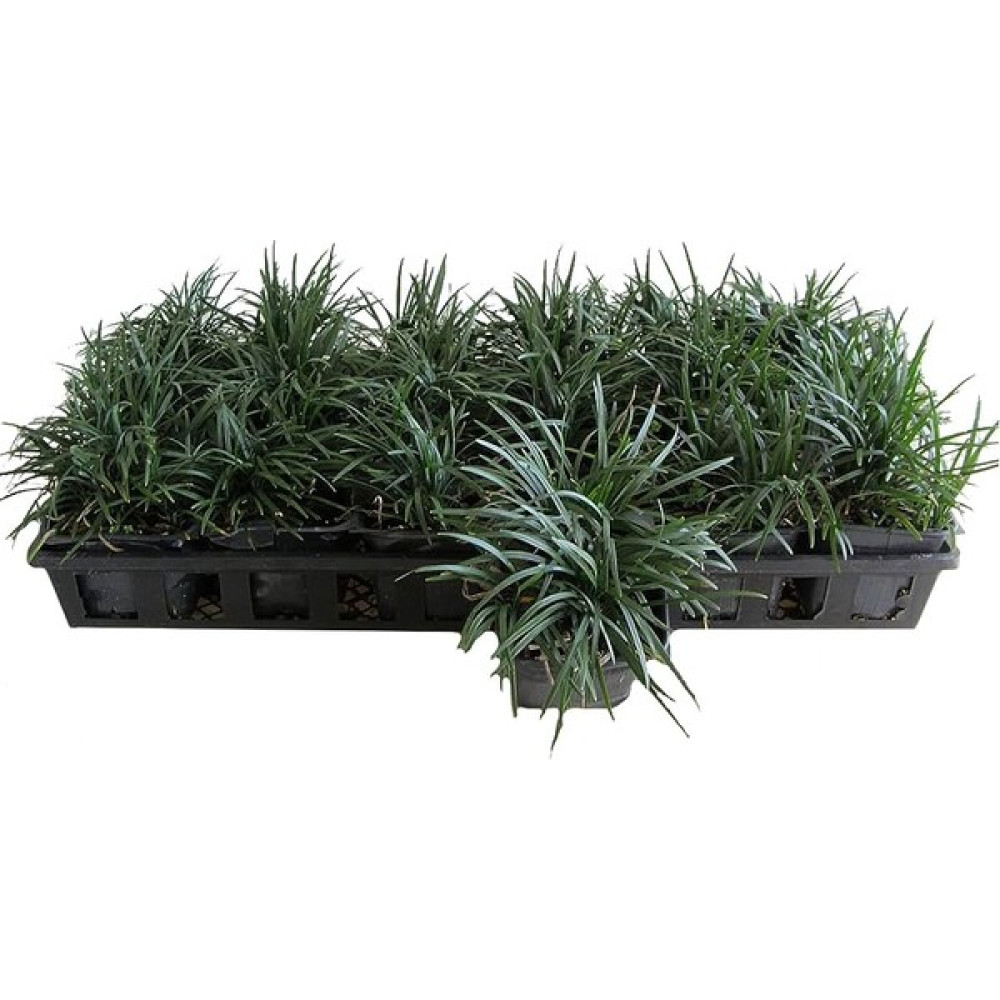 TNC Garden Groups Osmanlı Çimi - Ophiopogon Japonicus - 50 Adet Bitki Fiyatı