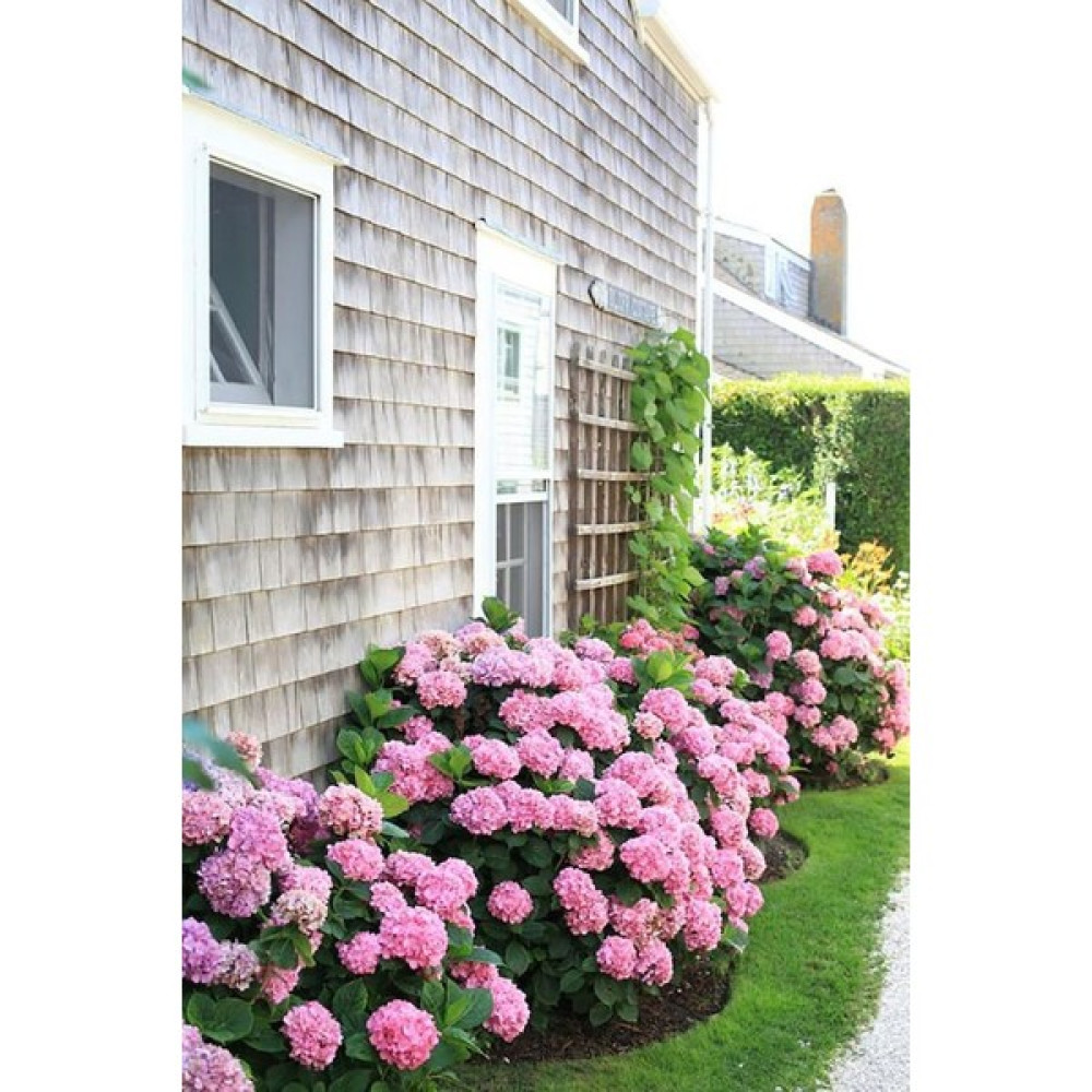 TNC Garden Groups Pembe Ortanca - Yerli Fidan 20-30 cm 10 Adet Bitki Fiyatı