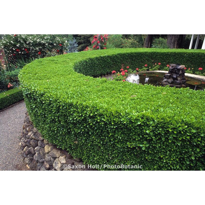 TNC Garden Groups Şimşir Fidanı Buxus Sempervirens Rotundifolia 10 Adet Kesintisiz Güç Kaynakları (UPS) Fiyatı