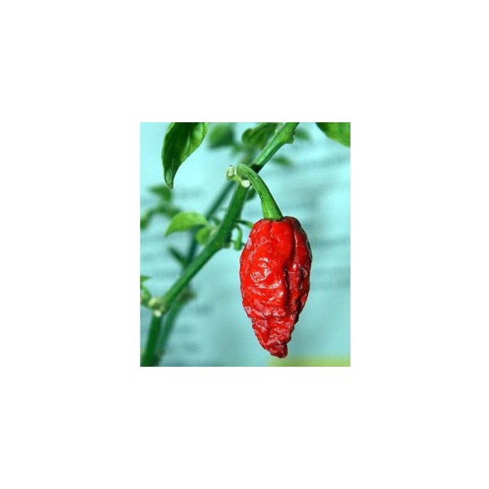 Tohhum Bhut Jolokia Biberi [Tohhum Ev Bahçe] Tohum Fiyatı