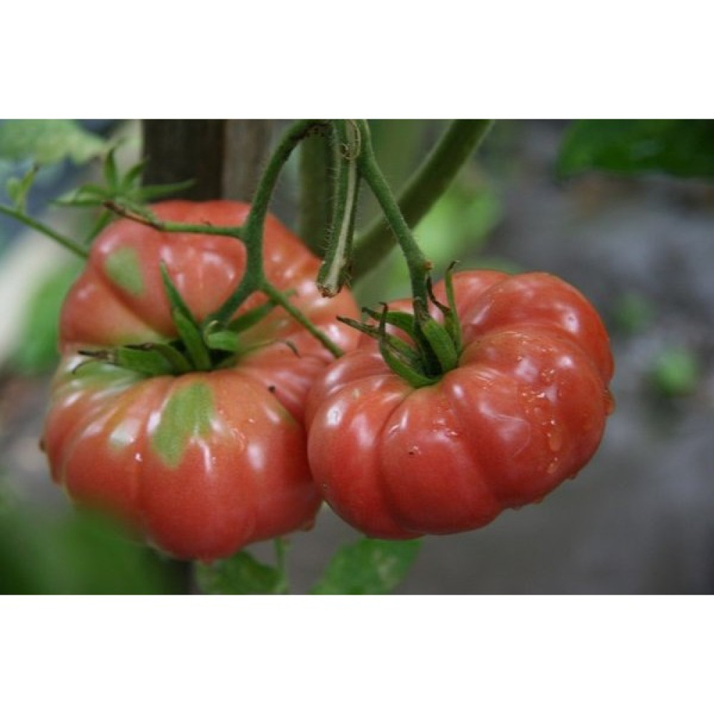 Tohhum Dev Pembe Belçika Domatesi (Giant Belgium) 10 TOHUM Tohum Fiyatı