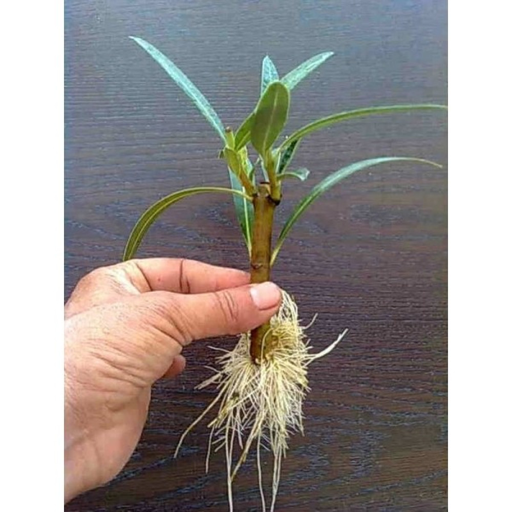 Tohhum Köklendirici Gübre (1 Kg.) Kök Besini - 1 kg Gübre Fiyatı