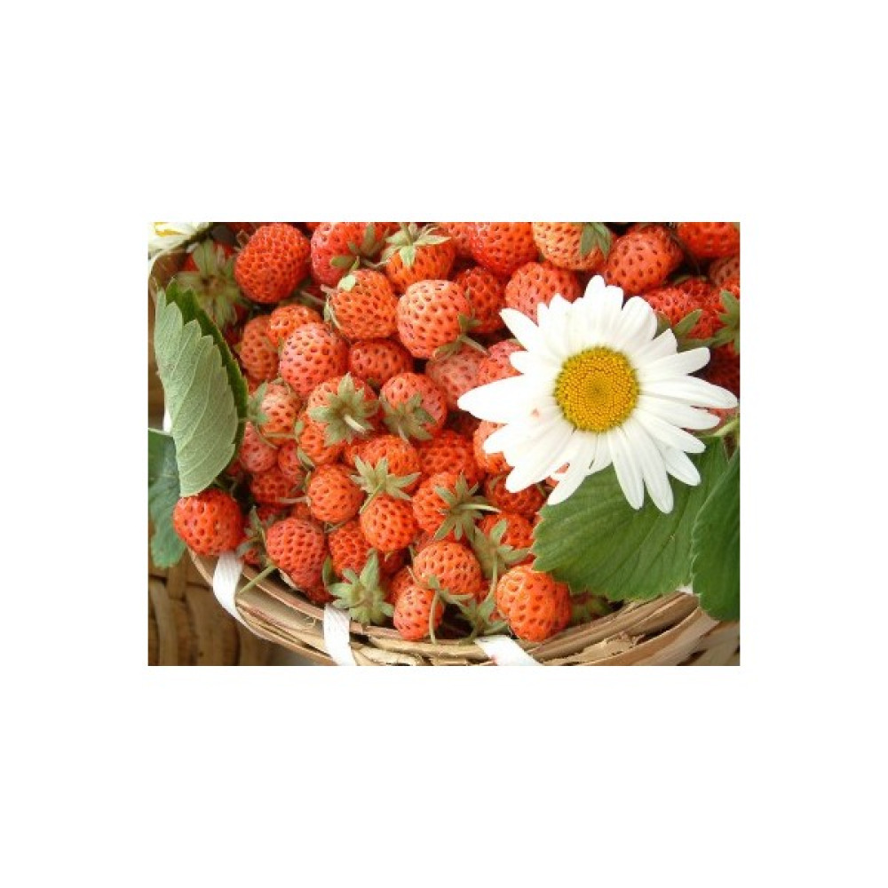 Tohhum Osmanlı Çileği 25+Tohum [Tohhum Ev Bahçe] Oto Boyaları Fiyatı