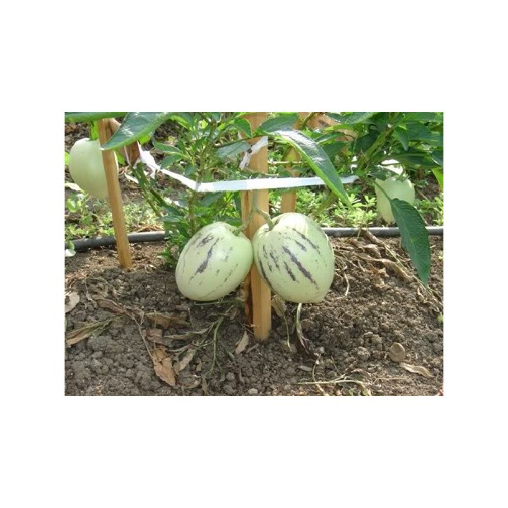 Tohhum Saksıya Uygun Pepino Tohumu [Tohhum Ev Bahçe] Tohum Fiyatı