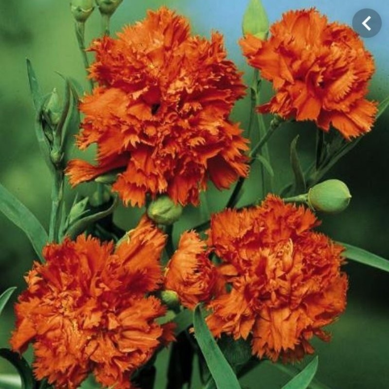 Tohum Bul Chabaud Orange Karanfil Çiçeği Tohumu(70 Adet) - 1 Adet Tohum Fiyatı