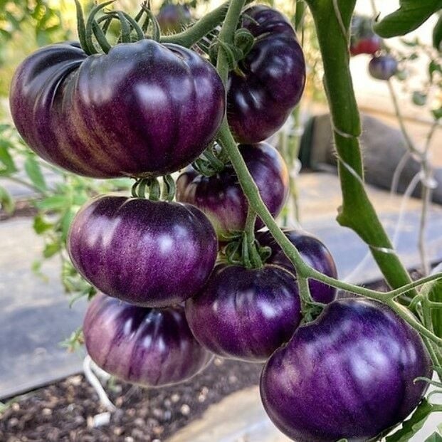 Tohum Bul Dışı Mavi İçi Kırmızı Nadir Blue Beauty Domates Tohumu (15 Tohum) - 1 Adet Diğer Fiyatı