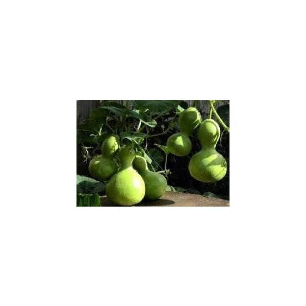 Tohum Bul Doğal Calabash Süs(Su) Kabağı Tohumu(5 Tohum) - 1 Adet Tohum Fiyatı