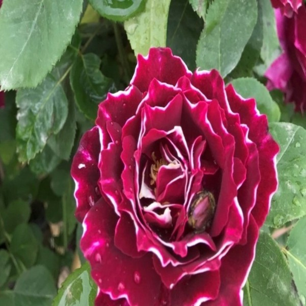 Tohum Bul Kokulu Clove Rose Karanfil Yediveren Sarmaşık Gül Tohumu (5 Adet) - 1 Adet Tohum Fiyatı