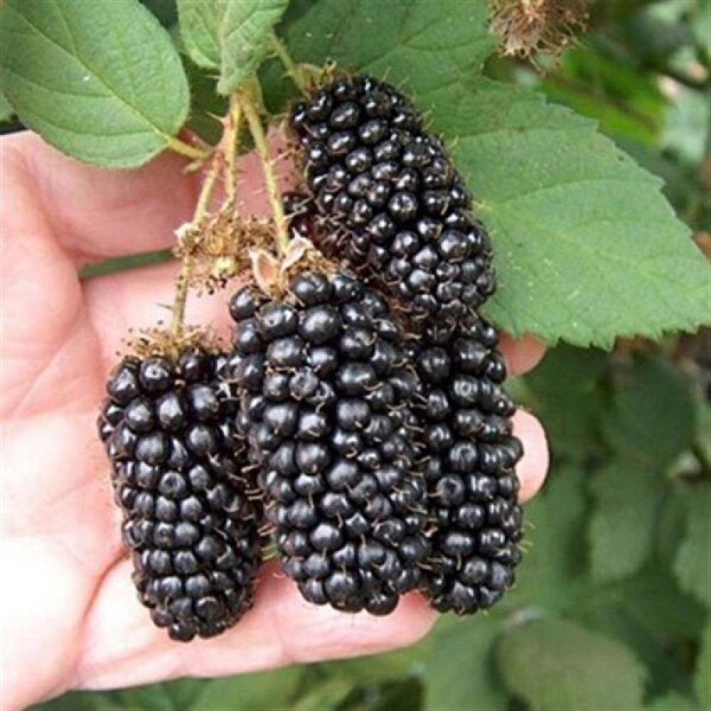 Tohum Bul Tüplü Jumbo Böğürtlen Fidanı Fidan Fiyatı