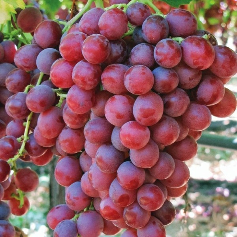 Tohum Bul Tüplü Red Flame Seedless Çekirdeksiz Üzüm(Asma-Bağ) Fidanı Fidan Fiyatı