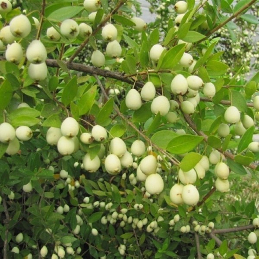 Tohum Bul Tüplü Şifalı White Yaban Mersini Murt(Hambeles)Fidanı Fidan Fiyatı