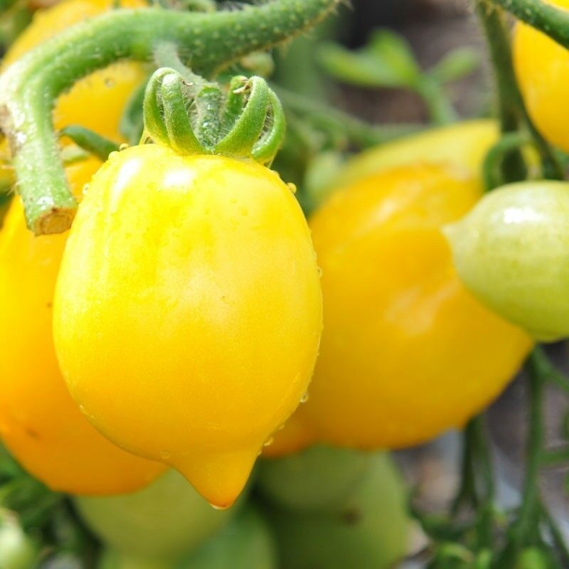 Tohum Bul Wonderlight Limon Domates Tohumu Domates Tohumu (15 Tohum) - 1 Adet Diğer Fiyatı