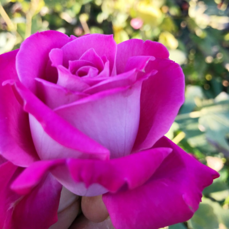 Tohum Bul Yediveren Açık Pembe Lady Pink Kokulu Gül Tohumu (5 Tohum) - 1 Adet Tohum Fiyatı