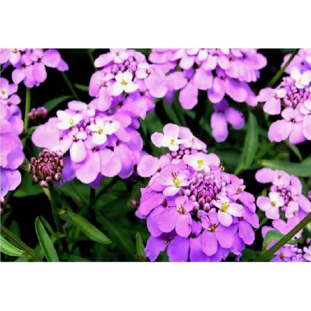 Tohum Cenneti Karışık Renkli Candytuf Iberis Çiçeği Tohumu(50 Tohum) - 50 Adet Tohum Fiyatı