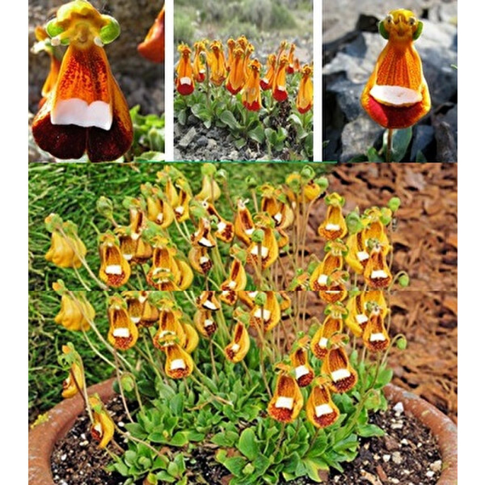 Tohum Diyarı Çanta Çiçeği (Calceolaria) Nadir Orkide Tohum 10 Tohum Tohum Fiyatı